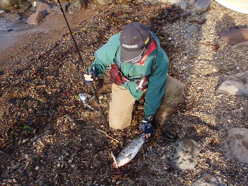 Pink Salmon in Shiretoko_f0069890_2243510.jpg