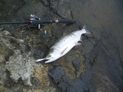 Pink Salmon in Shiretoko_f0069890_22504698.jpg