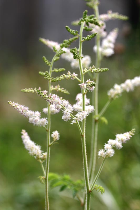e0045106_18441693.jpg