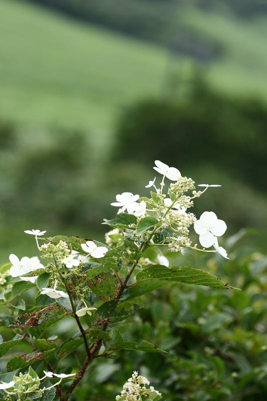 e0045106_1849569.jpg