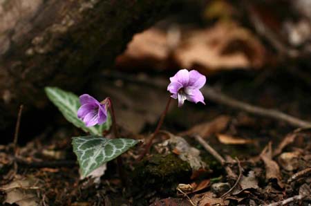 舟伏山の花々・・・1_f0011108_027196.jpg