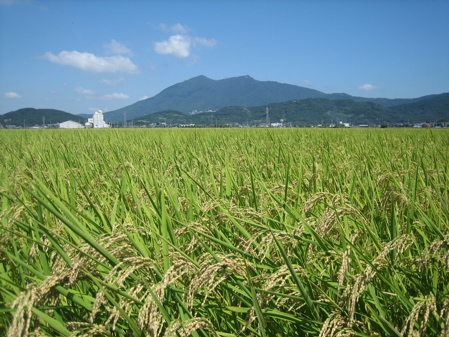筑波山と稲穂とスズメバチ_b0100229_1311395.jpg