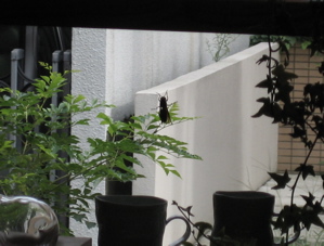 筑波山と稲穂とスズメバチ_b0100229_1543666.jpg