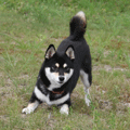 e0068836_6391237.gif