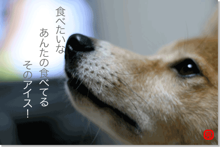 犬川柳_c0055338_1854686.gif