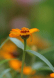 d0038372_705724.gif