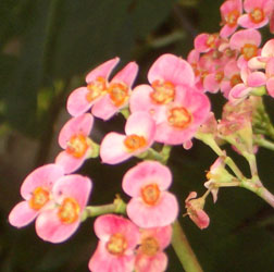 d0087194_1574297.jpg