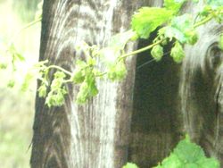 a0054504_9252815.jpg