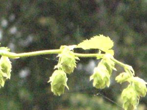 a0054504_9282048.jpg