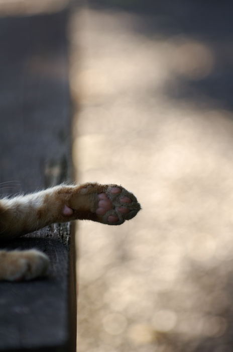 ニャンコ撮りに行ったはずが・・・・・?_f0032011_2223249.jpg