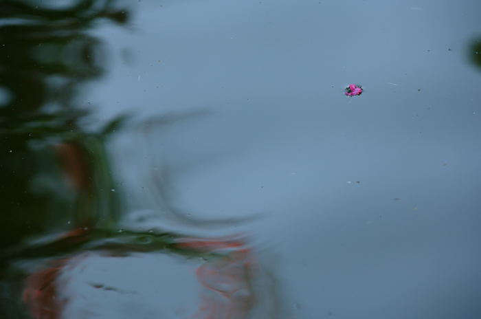 ニャンコ撮りに行ったはずが・・・・・?_f0032011_2232560.jpg