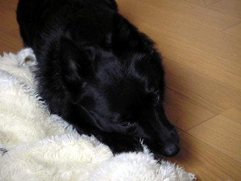 d0049135_13225790.gif