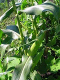 e0004756_2143034.jpg
