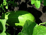 e0004756_21441456.jpg