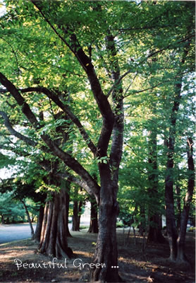 c0070460_0405445.jpg