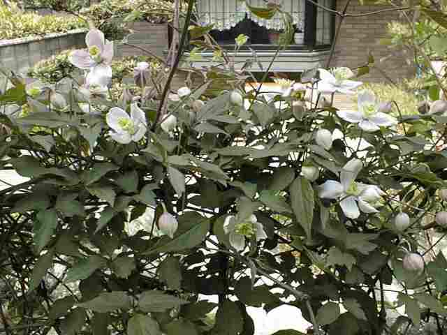 モンタナはプランターで 花のある生活 クレマチス