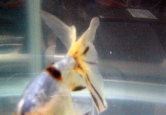 その昔 某大型掲示板で グロ画像フェチ と言われたっけ それでも私は金魚を飼うよ その昔 某大型掲示板で グロ画像フェチ と言われたっけ それでも私は金魚を飼うよ