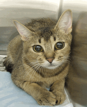 e0057499_21452161.gif
