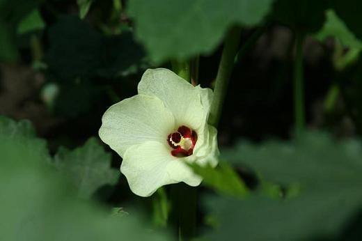 アオイ科（Malvaceae）_e0031500_152365.jpg