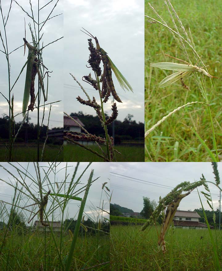 菌に操られ 草によじ登ったまま息絶えたショウリョウバッタ群 昆虫ブログ むし探検広場