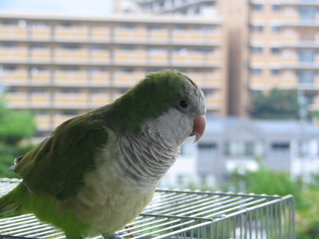 インコ達_d0081210_11583729.jpg