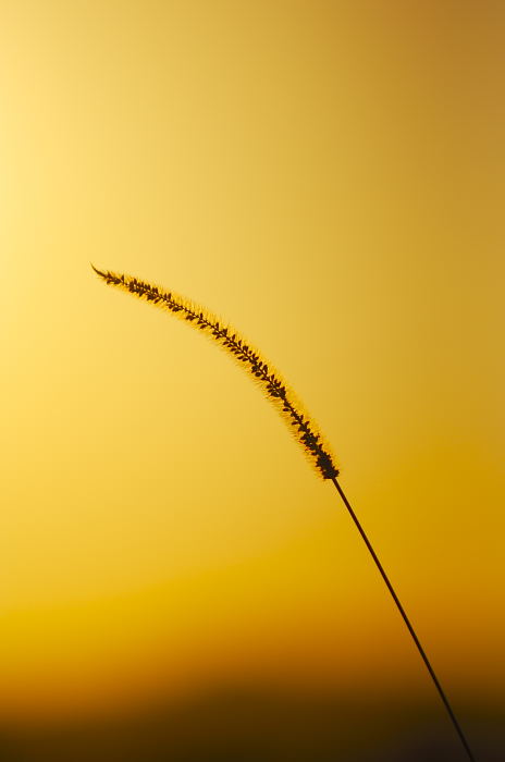立ち止まって夕暮れ時♪_f0032011_2283643.jpg