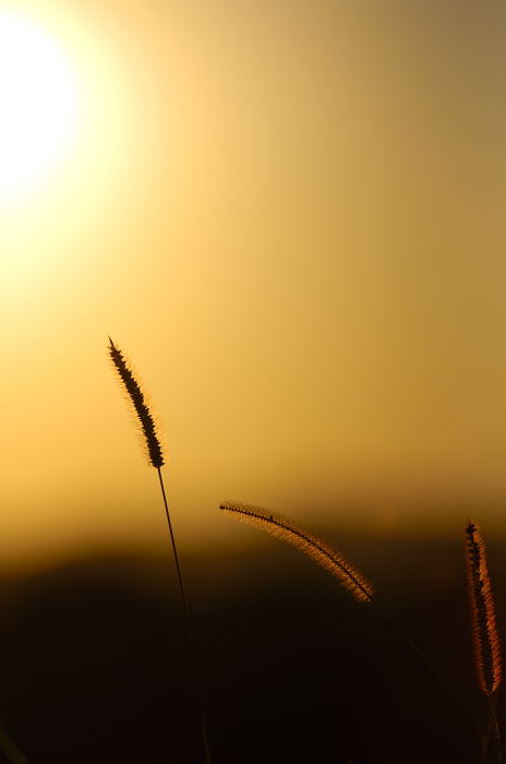 立ち止まって夕暮れ時♪_f0032011_2284382.jpg