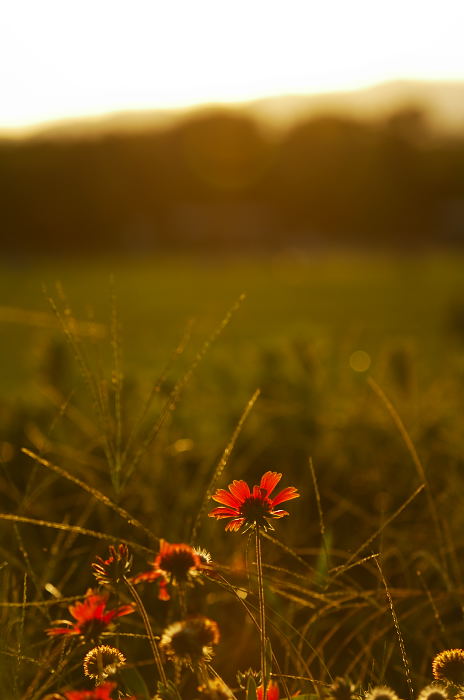 立ち止まって夕暮れ時♪_f0032011_2285718.jpg