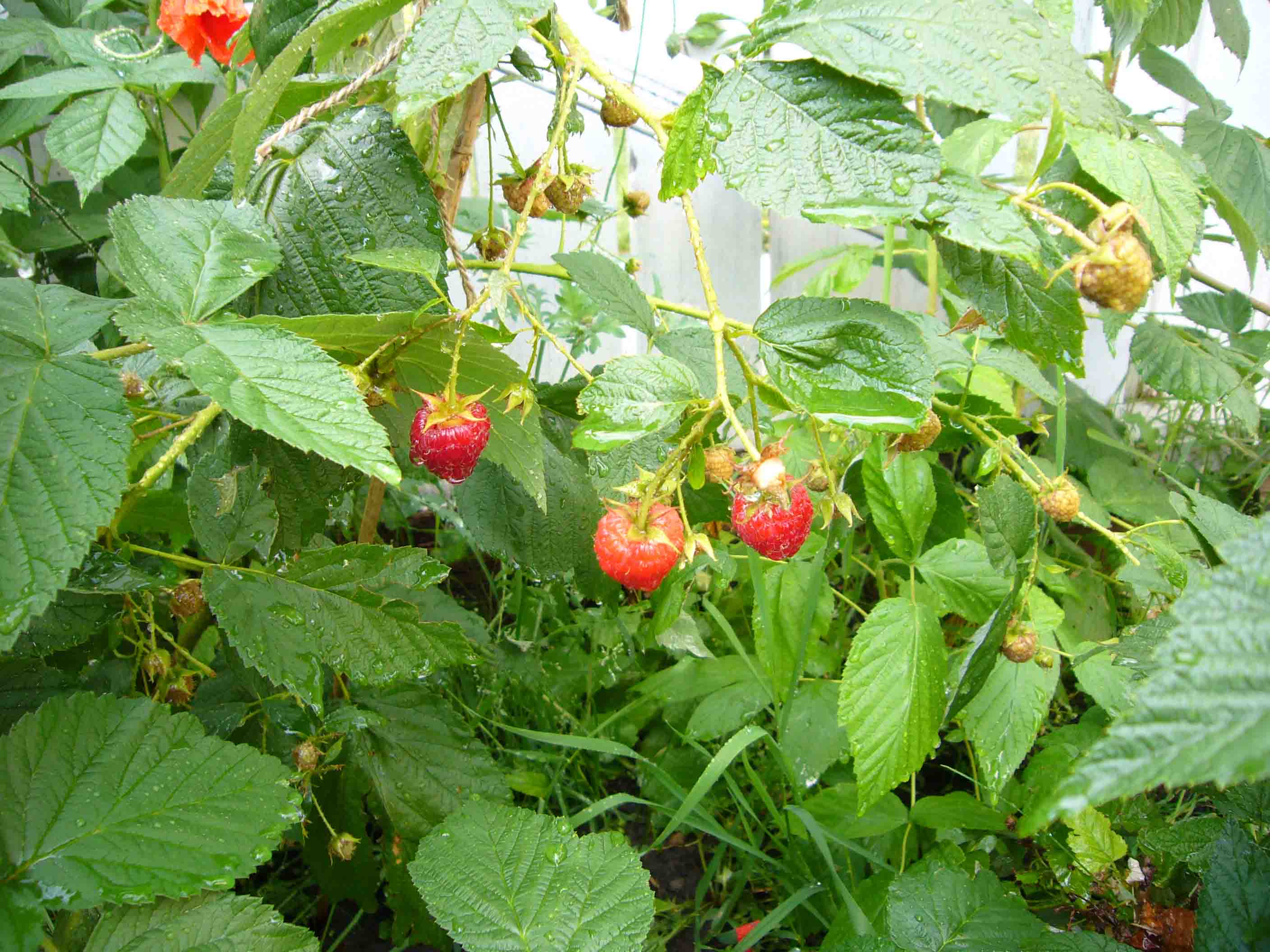 c0077835_21569.jpg