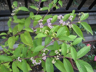 e0028056_642133.jpg