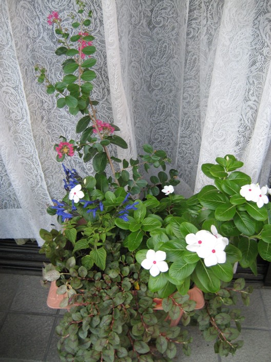e0028056_70074.jpg