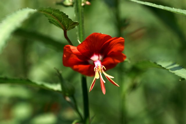 都立薬用植物園_f0044056_1153554.jpg