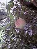 お散歩パンダ_b0096957_16371051.jpg