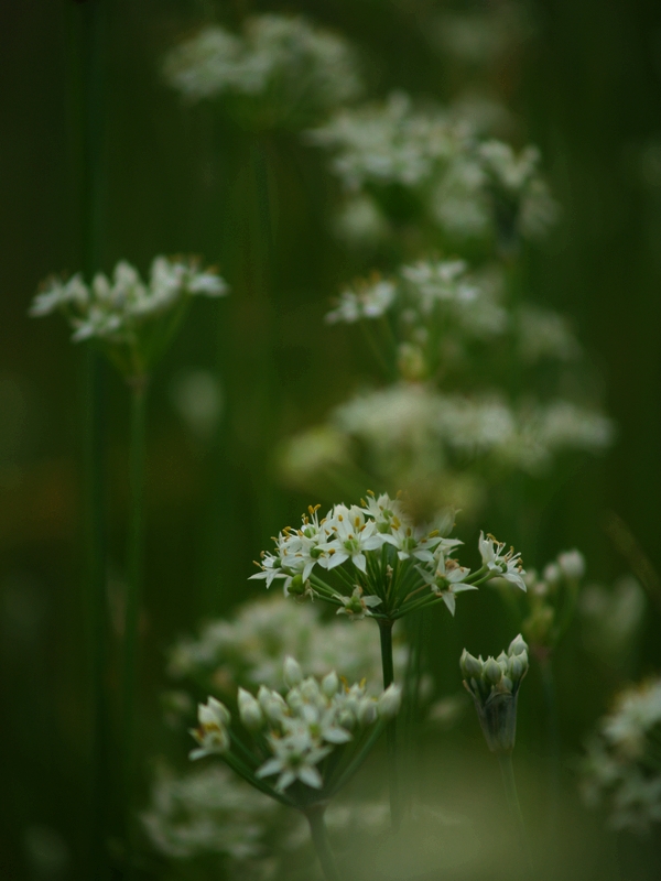 曇りの日の花・・_a0078765_21502733.jpg