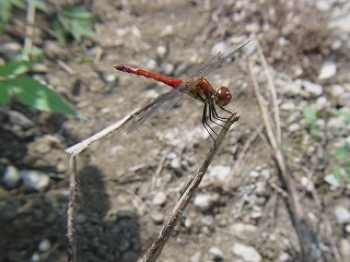d0019074_715885.jpg