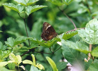 d0019074_924243.jpg