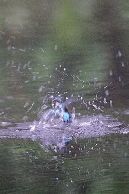 野鳥アルバム_b0047179_8253813.jpg