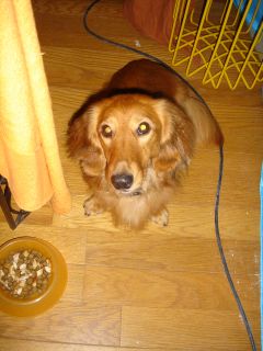 2006年9月6日 パサニア、突然部屋中大パニック!_b0098584_23262597.jpg