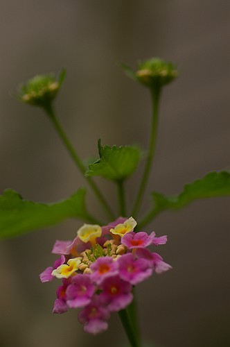 ニラの花・他_e0074308_21471274.jpg