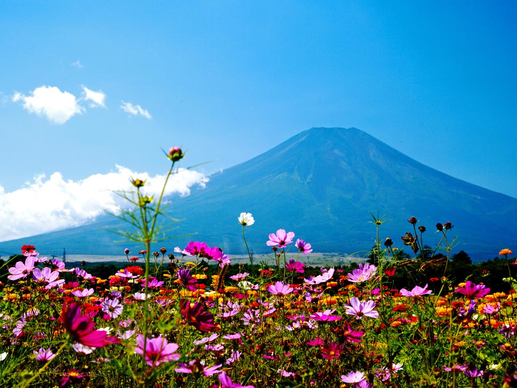 富士山とコスモス 風景屋 Photo Album