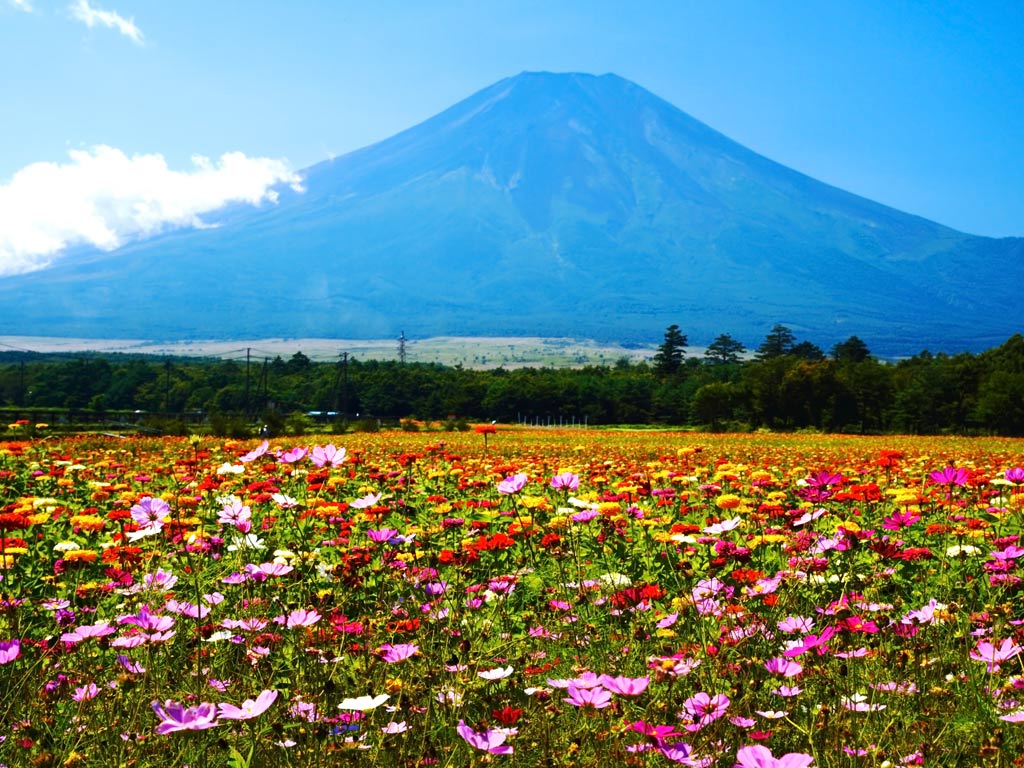 富士山とコスモス 風景屋 Photo Album