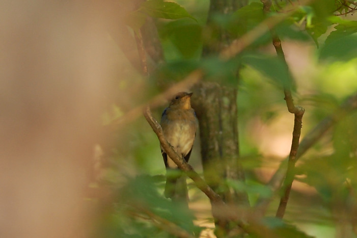 オオルリ幼鳥?_f0053272_16483538.jpg