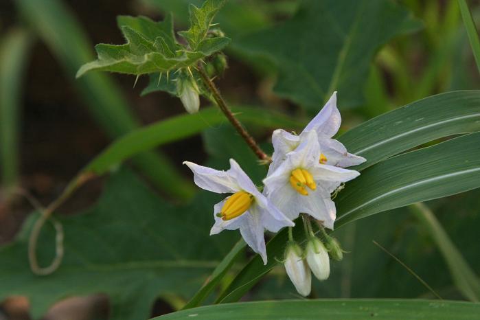 近所の花３６（日本）_e0031500_7554563.jpg