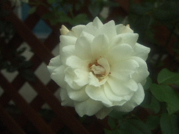 f0041606_19565580.jpg