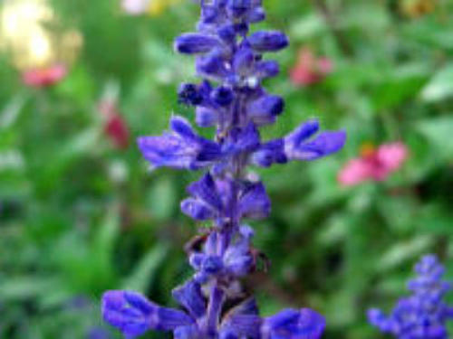 f0031546_1549013.jpg
