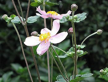 秋明菊（Anemone hupehensis var. japonica）_c0076682_20572945.jpg