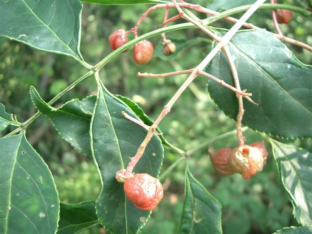 秋川丘陵を散策して...1 花と葉っぱ
