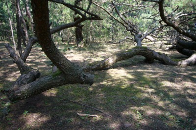 f0036700_13324762.jpg