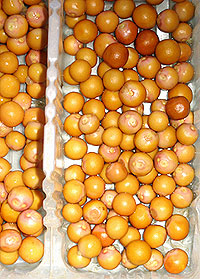 a0074905_20283057.jpg