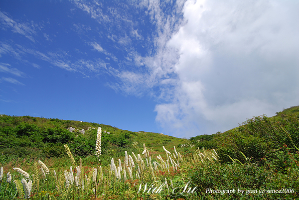 伊吹山のサラシナショウマ_e0006219_2252531.jpg